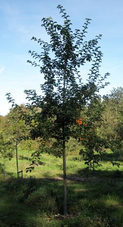 Malus hybrida Butterball. 2011.