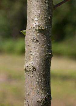 Malus hybrida Butterball. Bark. 2011.