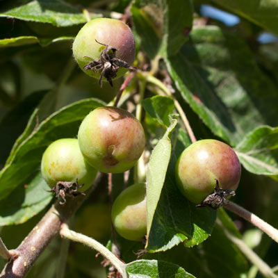 Malus hybrida Butterball. Frugt. 2011.