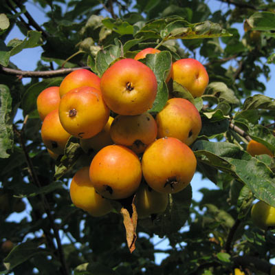 Malus hybrida Butterball. Frugt. 2011.