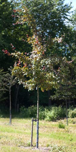 Malus hybrida Dir. Moerland. 2011