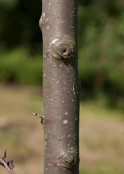 Malus hybrida Dir. Moerland. Bark. 2011