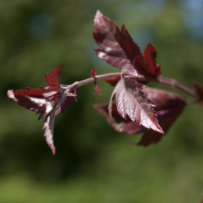 Malus hybrida Dir. Moerland. Blad. 2011