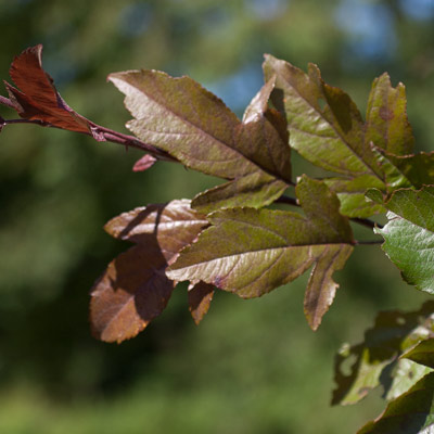 Malus hybrida Dir. Moerland. Blad. 2011