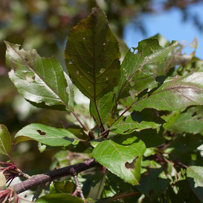 Malus hybrida Dir. Moerland. Blad. 2011