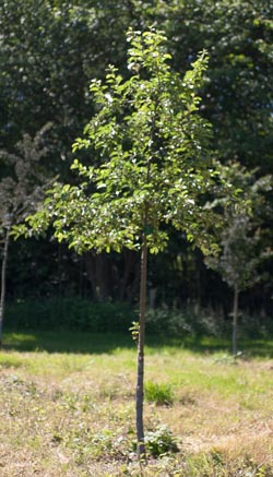 Malus hybrida Evereste. 2011