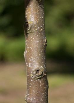 Malus hybrida Evereste. Bark. 2011