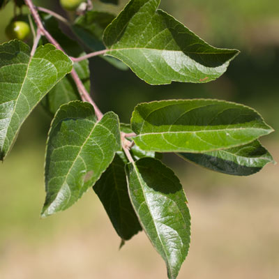 Malus hybrida Evereste. Blade. 2011