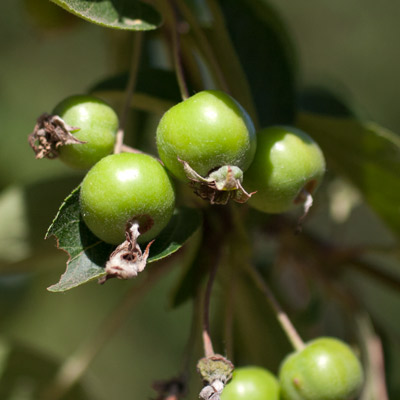 Malus hybrida Evereste. Frugt. 2011