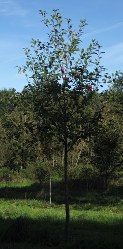 Malus hybrida Hyslop. 2011