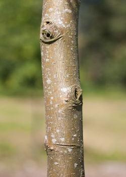 Malus hybrida Hyslop. Bark. 2011