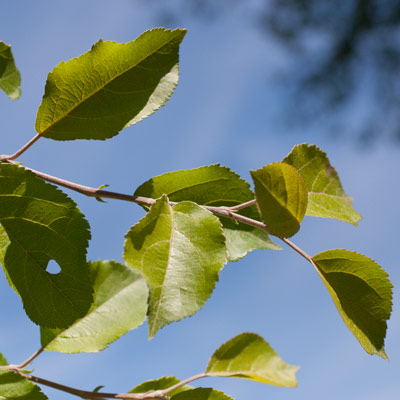 Malus hybrida Hyslop. Blade. 2011