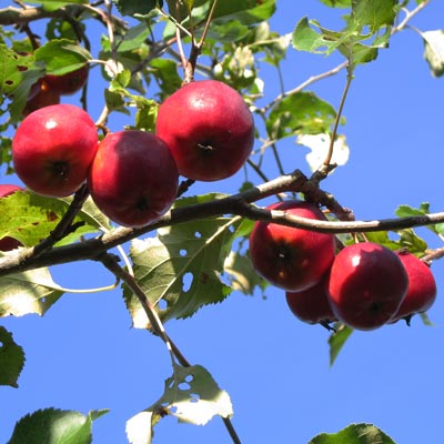 Malus hybrida Hyslop. Frugt. 2011