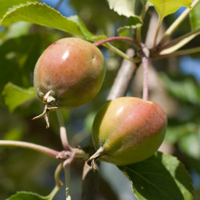 Malus hybrida Hyslop. Frugt. 2011