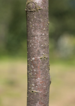 Malus hybrida Mokum. Bark. 2011.