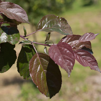 Malus hybrida Mokum. Blad. 2011.