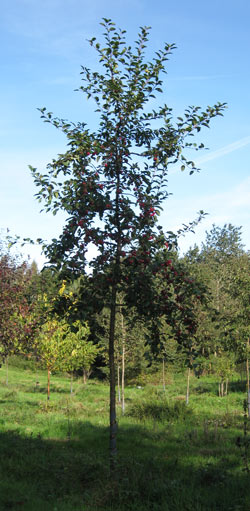 Malus hybrida Red Sentinel. 2011.