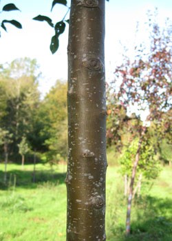 Malus hybrida Red Sentinel. Bark. 2011.