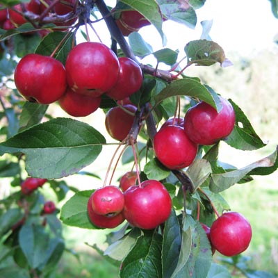 Malus hybrida Red Sentinel. Frugt. 2011.