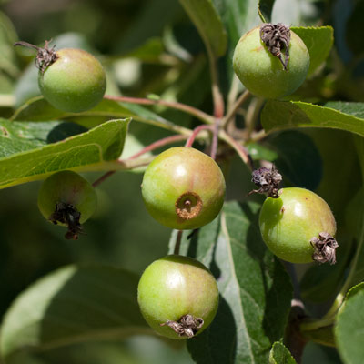 Malus hybrida Red Sentinel. Frugt. 2011.