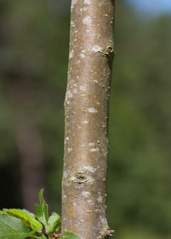 Malus hybrida Rudolph. Bark. 2011