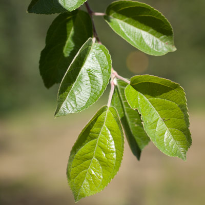 Malus hybrida Rudolph. Blad. 2011