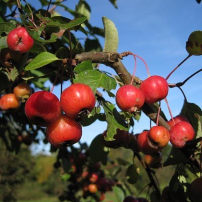 Malus hybrida Rudolph. Frugt. 2011