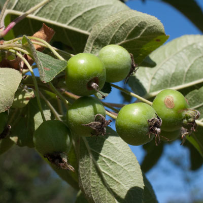 Malus hybrida Rudolph. Frugt. 2011