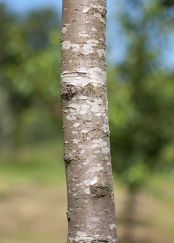 Malus sylvestris Masyl Dafo. Bark. 2011