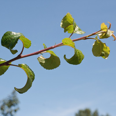 Malus sylvestris Masyl Dafo. Blade. 2011