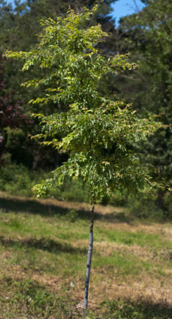 Malus toringo (syn. Sieboldii) Brouwers Beauty. 2011.