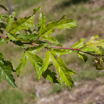 Malus toringo (syn. Sieboldii) Brouwers Beauty. Blade. 2011.