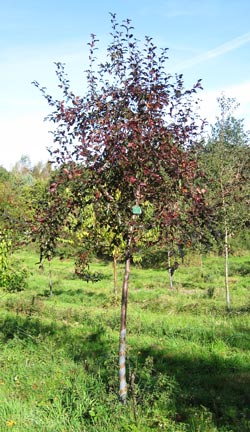 Malus toringo (syn. Sieboldii) Freja. 2011