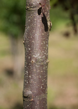 Malus toringo (syn. Sieboldii) Freja. Bark. 2011