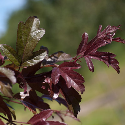 Malus toringo (syn. Sieboldii) Freja. Blade. 2011