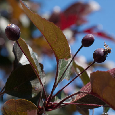 Malus toringo (syn. Sieboldii) Freja. Frugt. 2011