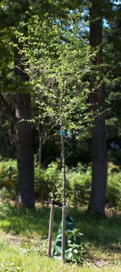 Malus toringo (syn. Sieboldii) Hesse. 2011