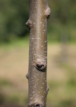 Malus toringo (syn. Sieboldii) Hesse. Bark. 2011