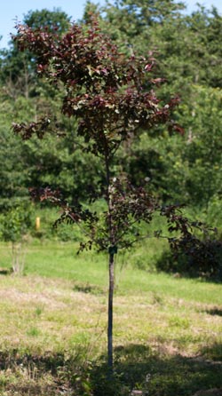 Malus toringo (syn. Sieboldii) Scarlett. 2011