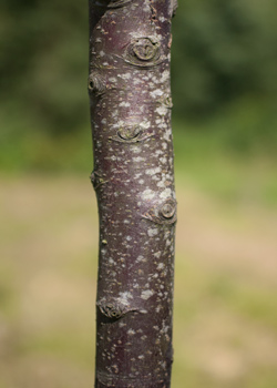 Malus toringo (syn. Sieboldii) Scarlett. Bark. 2011