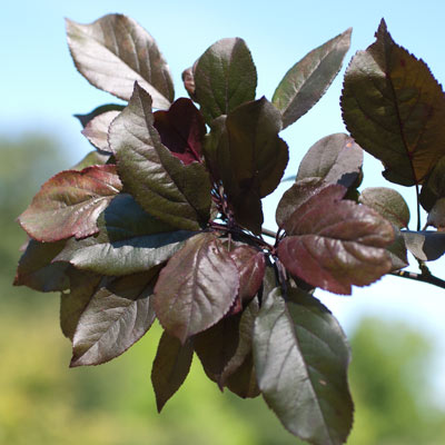 Malus toringo (syn. Sieboldii) Scarlett. Blade. 2011