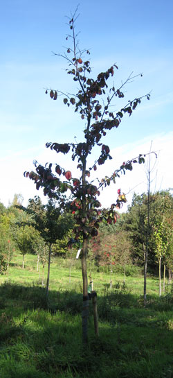 Parrotia persica 2011