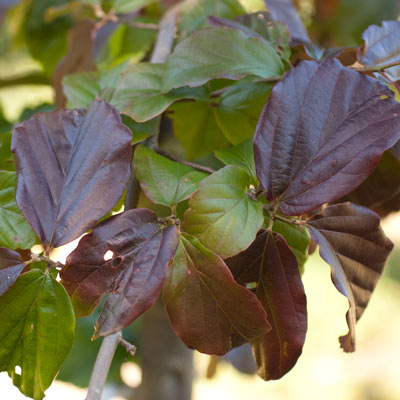 Parrotia persica. Blade. 2011