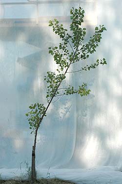 Populus canadensis Bachelieri. Opbygningsbeskåret. Foto 2005