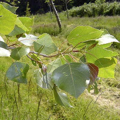 Populus canadensis Bachelieri. Løv. Foto 2005