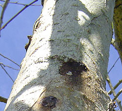 Populus simonii. Bark. Foto 2005