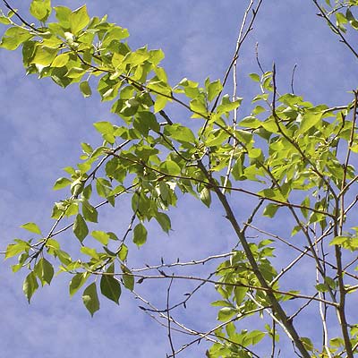 Populus simonii. Løv. Foto 2005