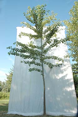 Populus trichocarpa OP42. Opbygningsbeskåret. Foto 2005