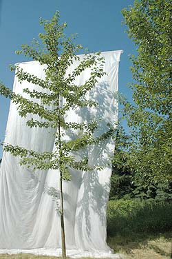 Populus trichocarpa OP42. Ubeskåret. Foto 2005