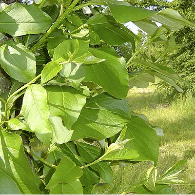 Populus trichocarpa OP42. Løv. Foto 2005